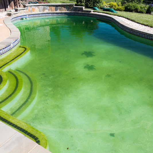 Algues dans la piscine : comment s’en débarrasser et éviter leur retour ?